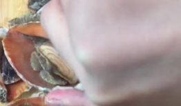 海螺视频,探索海洋奥秘，畅游视觉盛宴